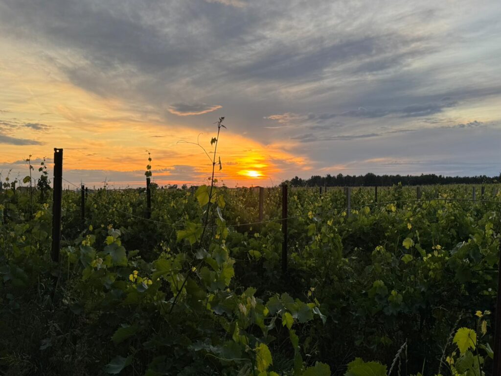 Sonnenuntergang hinter einem Feld
